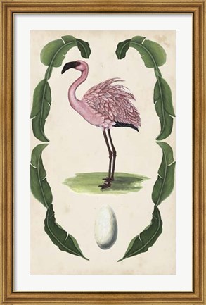 Framed Antiquarian Menagerie - Flamingo II Print