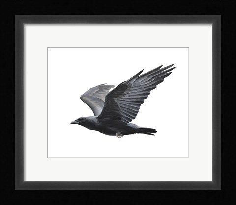 Framed Raven Print