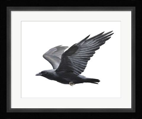 Framed Raven Print