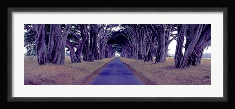 Framed Monterey Cypress Trees, Point Reyes, California Print