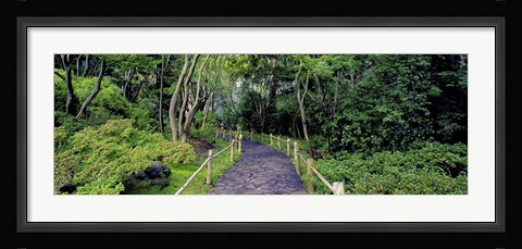 Framed Tea Garden Walkway, San Francisco Botanical Gardens Print