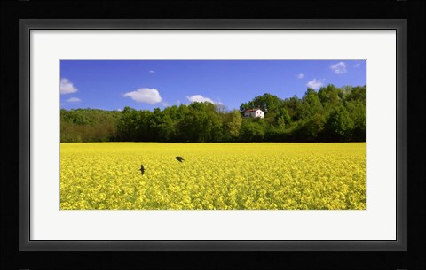 Framed Volo di Rondini Print