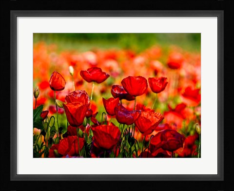 Framed Dominante Rossa Print