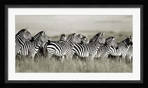 Framed Grant's Zebra, Masai Mara, Kenya Print