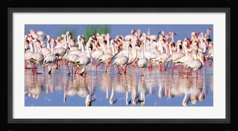 Framed Lesser Flamingo, Lake Nakuru, Kenya Print