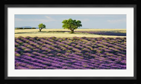Framed Lavender Field and Almond Tree, Provence, France Print