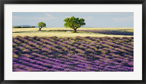 Framed Lavender Field and Almond Tree, Provence, France Print