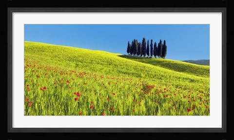 Framed Cypress and Corn Field, Tuscany, Italy Print