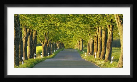 Framed Lime Tree Alley, Mecklenburg Lake District, Germany Print