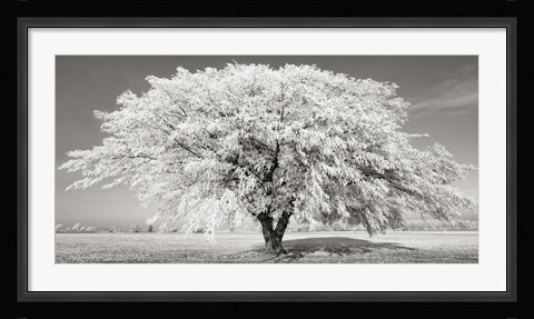 Framed Lime Tree with Frost, Bavaria, Germany Print