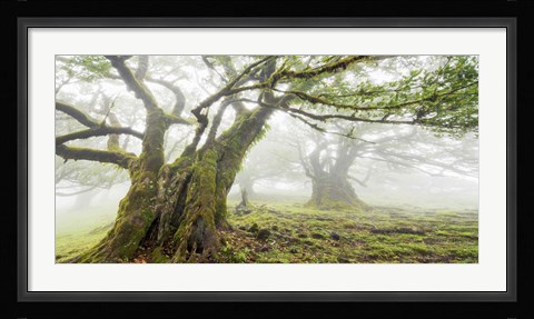 Framed Laurel Forest in Fog, Madeira, Portugal Print