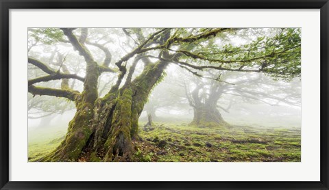 Framed Laurel Forest in Fog, Madeira, Portugal Print