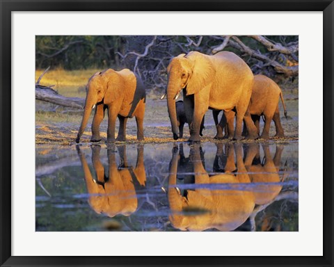 Framed African Elephants, Okavango, Botswana Print