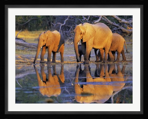 Framed African Elephants, Okavango, Botswana Print