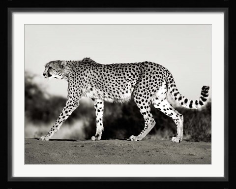 Framed Cheetah, Namibia, Africa Print