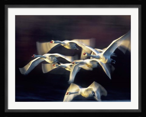 Framed Mute Swan, Munich, Germany Print