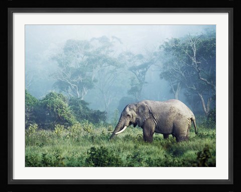 Framed African Elephant, Ngorongoro Crater, Tanzania Print