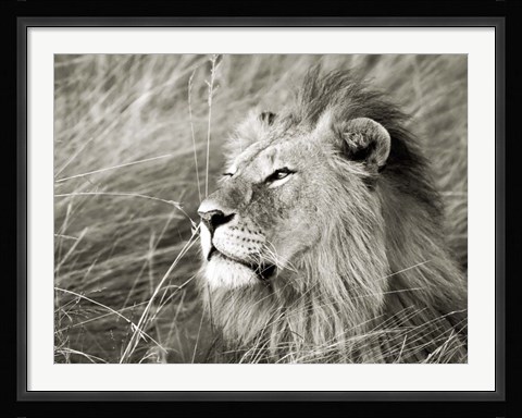 Framed African Lion, Masai Mara, Kenya 1 Print
