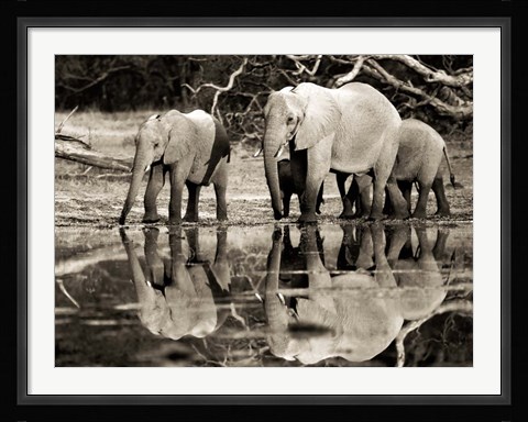 Framed African Elephants, Okavango, Botswana Print