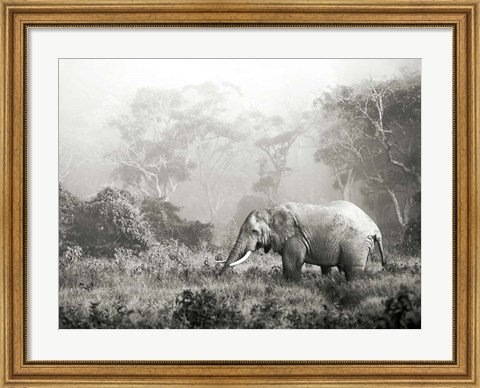 Framed African Elephant, Ngorongoro Crater, Tanzania Print