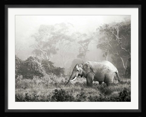 Framed African Elephant, Ngorongoro Crater, Tanzania Print