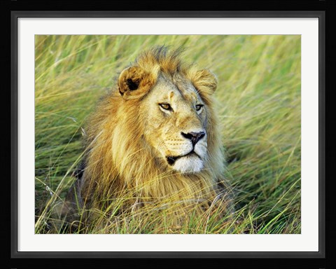 Framed African Lion, Masai Mara, Kenya Print