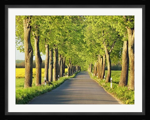 Framed Lime Tree Alley, Mecklenburg Lake District, Germany 1 Print
