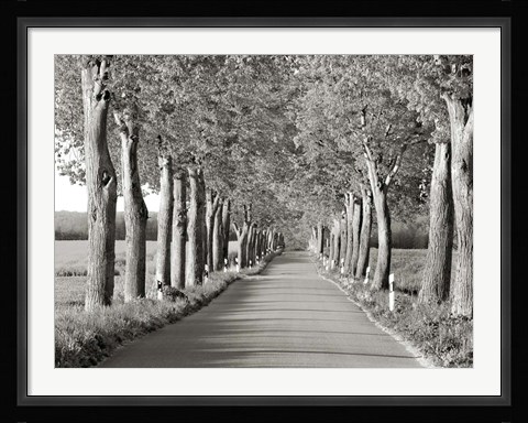 Framed Lime Tree Alley, Mecklenburg Lake District, Germany 2 Print