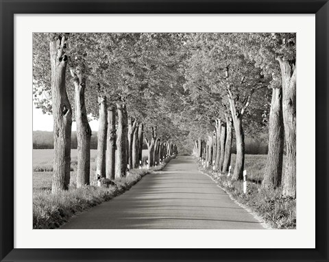Framed Lime Tree Alley, Mecklenburg Lake District, Germany 2 Print