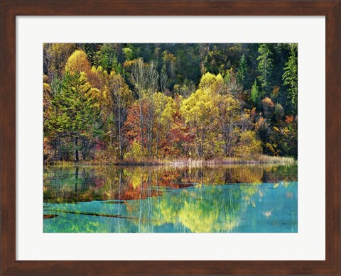 Framed Forest in autumn colours, Sichuan, China Print
