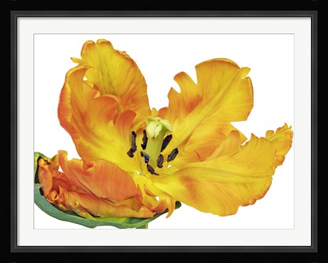 Framed Parrot Tulip Close-Up Print