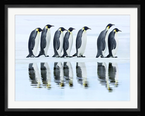 Framed Emperor Penguin Group, Antarctica Print