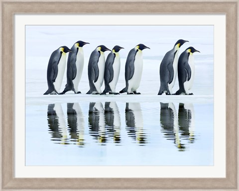 Framed Emperor Penguin Group, Antarctica Print