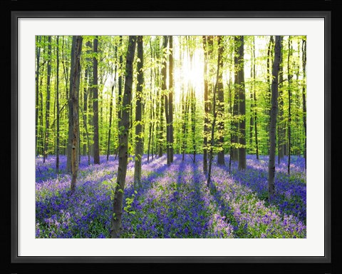 Framed Beech Forest With Bluebells, Belgium Print