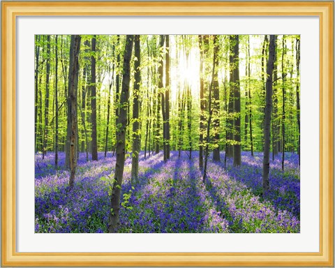 Framed Beech Forest With Bluebells, Belgium Print