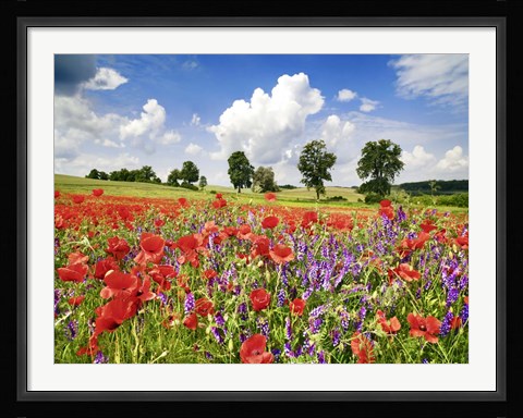 Framed Poppies And Vicias In Meadow, Mecklenburg Lake District, Germany Print