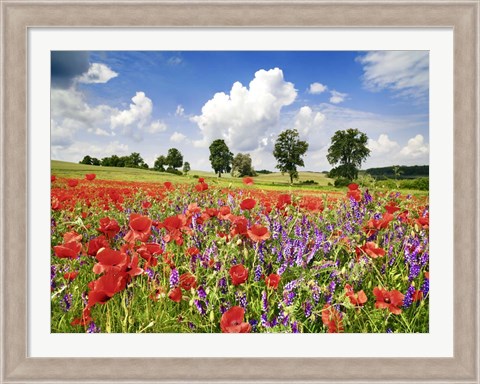 Framed Poppies And Vicias In Meadow, Mecklenburg Lake District, Germany Print