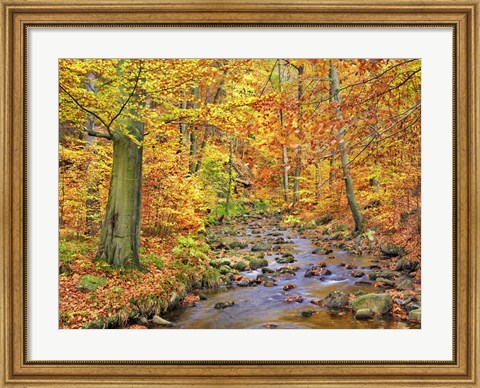 Framed Beech Forest In Autumn, Ilse Valley, Germany Print