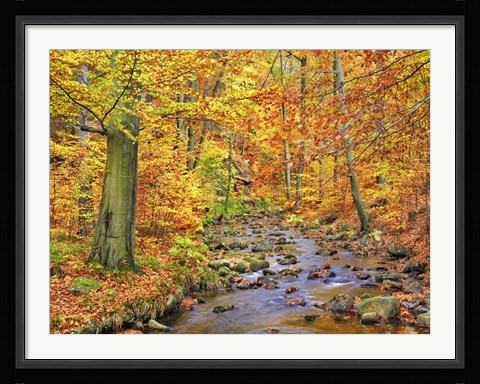 Framed Beech Forest In Autumn, Ilse Valley, Germany Print