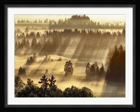 Framed Fog Impression At Sindelbachfilz, Bavaria, Germany Print