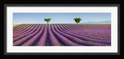 Framed Lavender Field, Provence, France Print