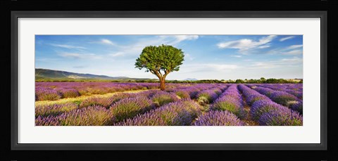 Framed Lavender Field And Almond Tree, Provence, France Print