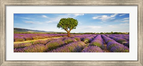 Framed Lavender Field And Almond Tree, Provence, France Print