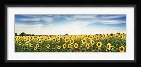 Framed Sunflower Field, Plateau Valensole, Provence, France Print