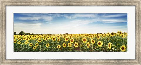 Framed Sunflower Field, Plateau Valensole, Provence, France Print