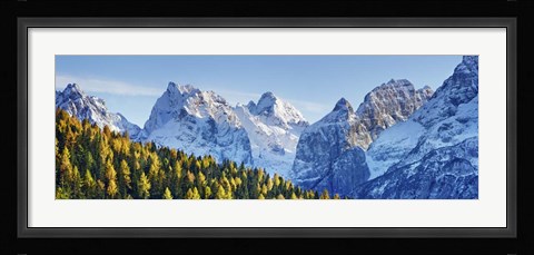 Framed Larch Forest And Cima Bel Pra, Italy Print