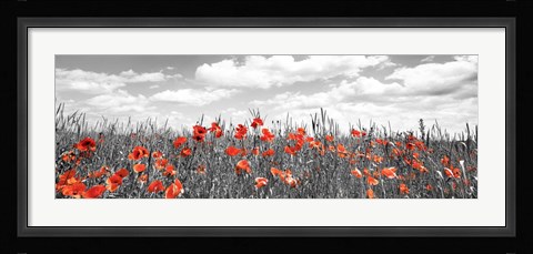 Framed Poppies In Corn Field, Bavaria, Germany Print