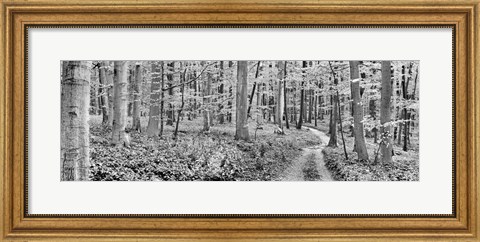 Framed Beech Forest, Germany Print