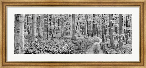 Framed Beech Forest, Germany Print