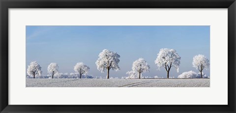 Framed Alley Tree With Frost, Bavaria, Germany Print